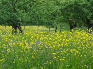 20110429_breitenstein_teck_072
