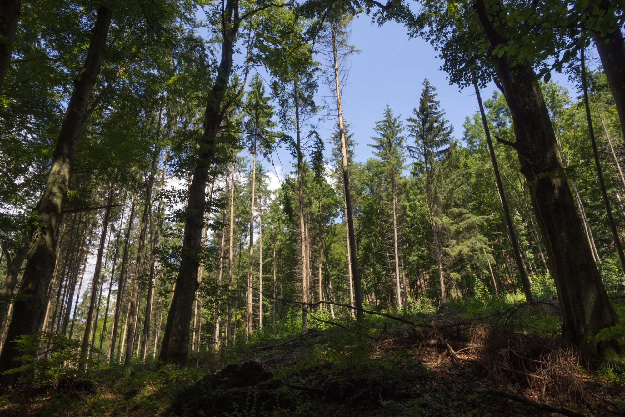 Felsenstal Weg durchs Felsental. Wanderung vom Bahnhof Geislingen an der Steige über den Anwandfels und den Himmelsfels nach Eybach. Von dort durch das Felsental über Weiler zur Ruine Helfenstein und zurück zum Bahnhof.