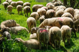 20080513_gr_lautertal_027