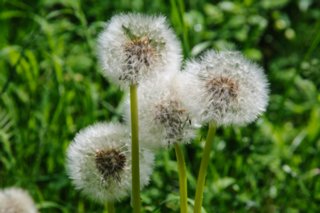 20100606_Grosses_Lautertal_136