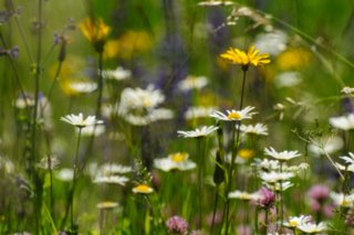 20100606_Grosses_Lautertal_150