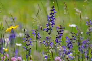 20100606_Grosses_Lautertal_151
