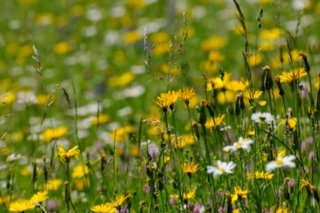 20100606_Grosses_Lautertal_153