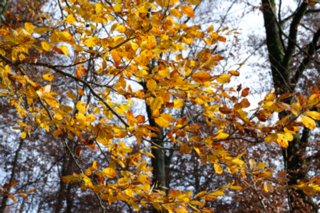 20101103_lautertal_241