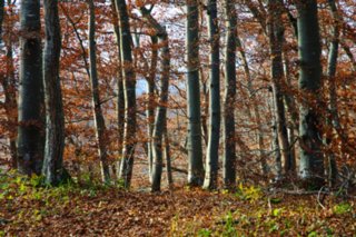 20101103_lautertal_246
