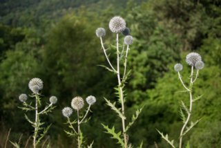 Distelart Im kleinen Latertal. Route: Parkplatz an d. Weidacher Heusteige - Naturfreundehaus "Spatzennest" - Parplatz Weidacher Hütte - Hof Hohenstein - Lautern m....