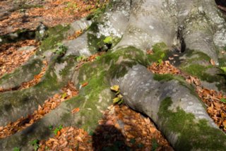 20131031_michelsberg_008