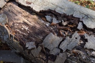 20131031_michelsberg_060