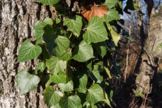 20131031_michelsberg_099