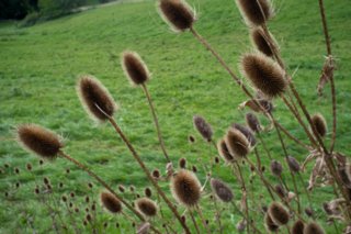 20110829_staufen-rechberg_015