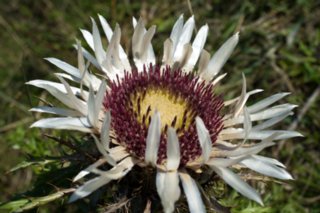 20110903_stuifen_114