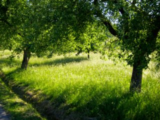 20110530_kirchenweg_fichtenberg_002