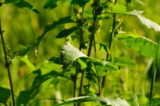 20100927_flinsbergrunde_034