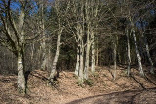 20120222_gnadental_009