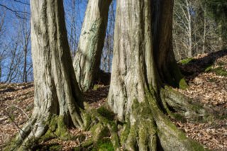20120222_gnadental_010
