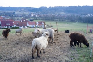 Oberrot - Obermühle - Ebersberg Schafherde am Weinberg. Wanderung von Oberrot zum Weinberg und Wasserreservoir. Oberhalb der Amselhalde. Abstieg über malerischen Holweg zur Obermühle....