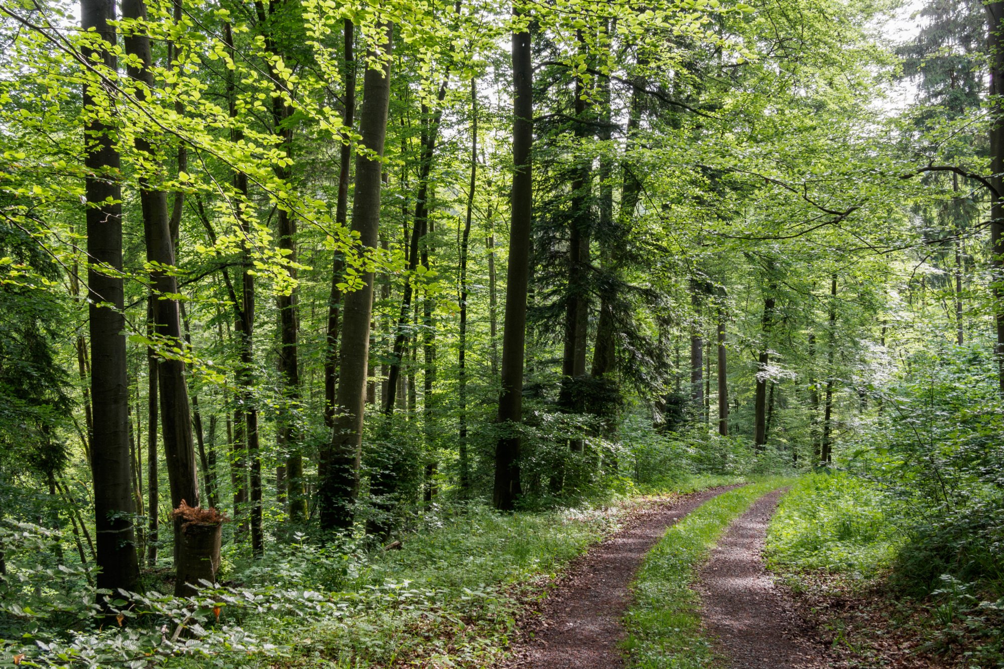 Abstieg ins Orntal Wanderung von Maibach über das Orntal nach Schuppach und zurück über Hegenheule nach Maibach.