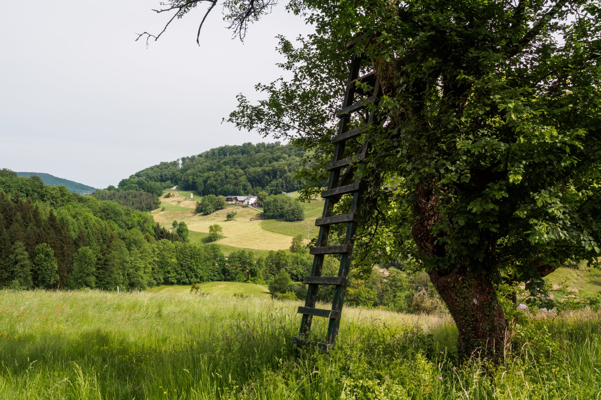 Bei Schuppach Wanderung von Maibach über das Orntal nach Schuppach und zurück über Hegenheule nach Maibach.
