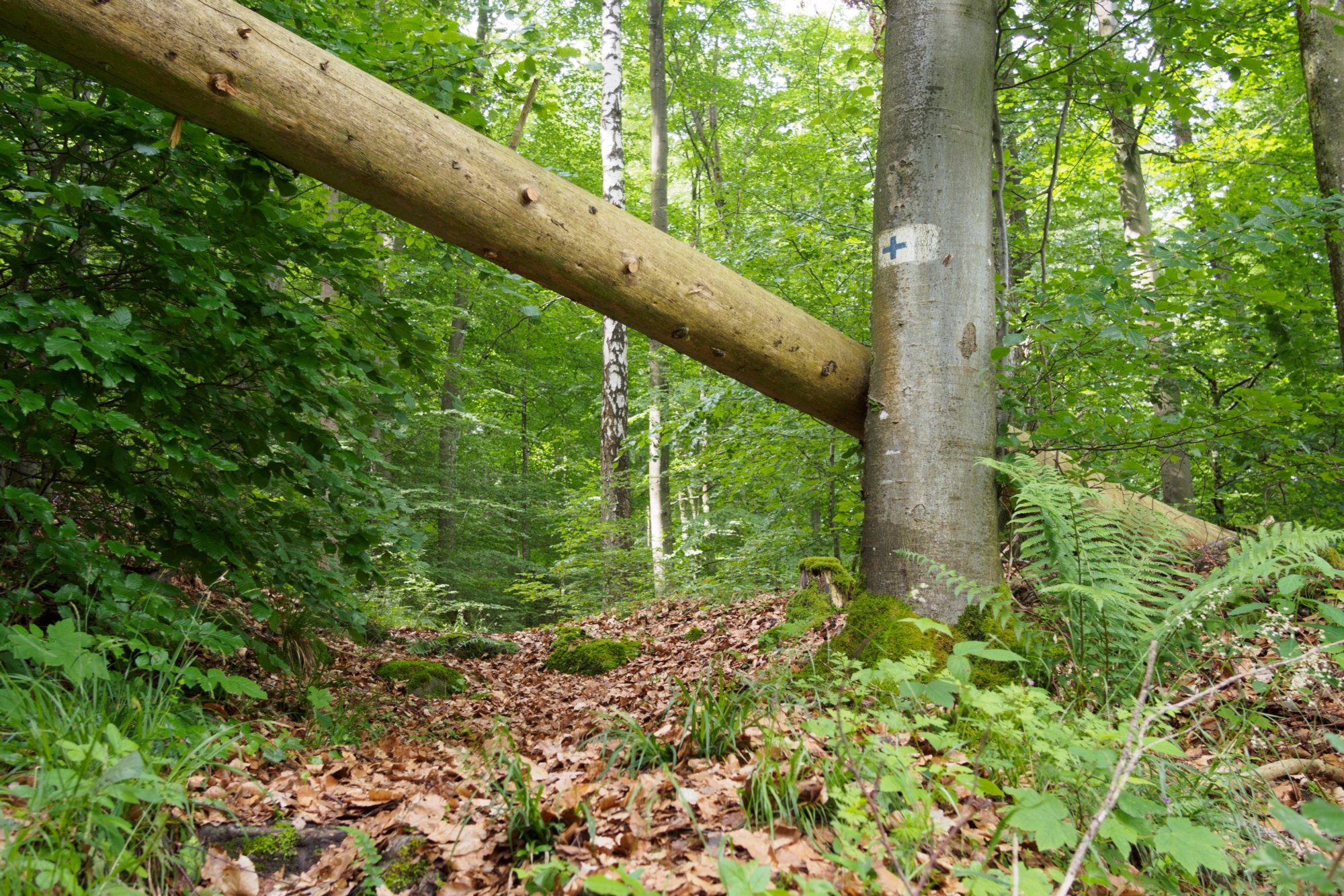 Aufstieg nach Hegenheule Wanderung von Maibach über das Orntal nach Schuppach und zurück über Hegenheule nach Maibach.