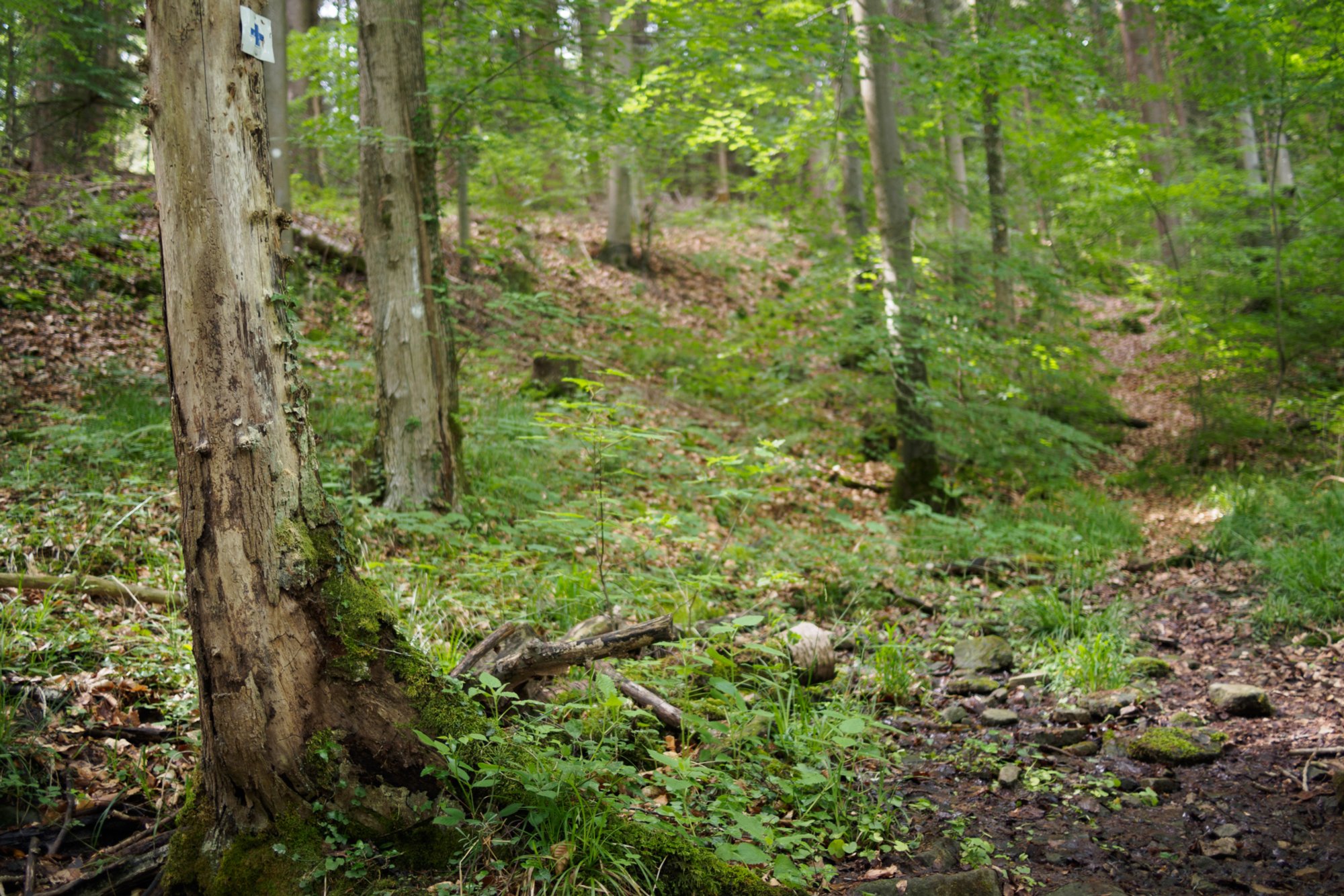 Aufstieg nach Hegenheule Wanderung von Maibach über das Orntal nach Schuppach und zurück über Hegenheule nach Maibach.