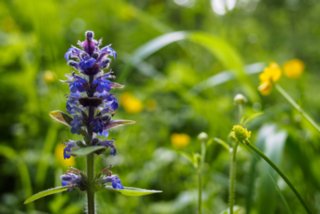 20150531_maibach-schuppach_012