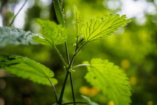 20150531_maibach-schuppach_013
