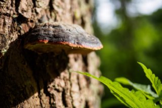 20150531_maibach-schuppach_015