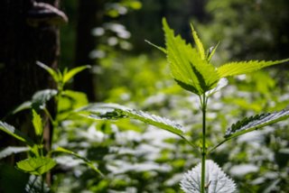 20150531_maibach-schuppach_018