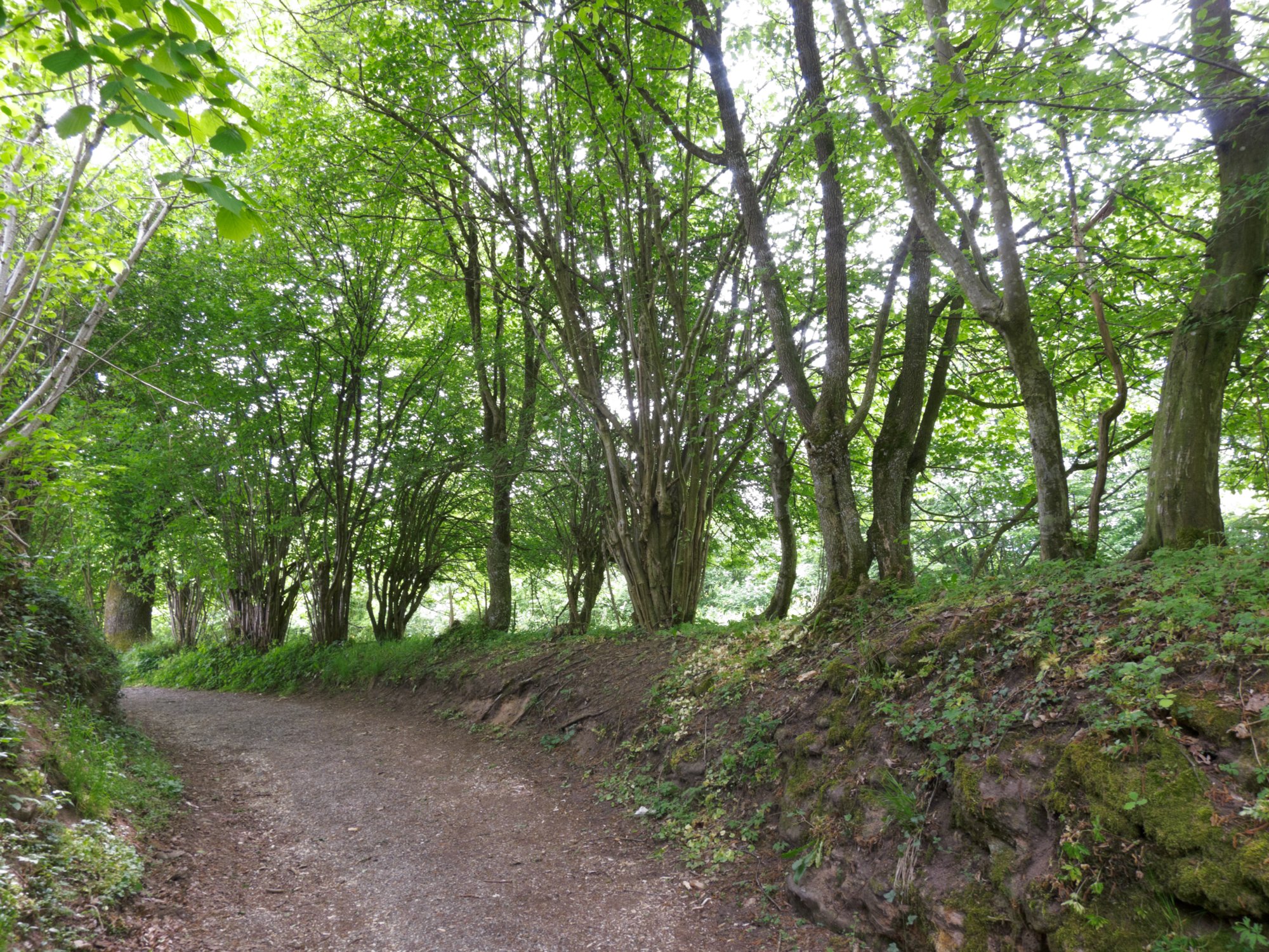 Weg von der Schelmenklinge zum Koster Lorch Weg von der Schelmenklinge zum Koster Lorch. Wanderung vom Kloster Lorch über die Brucker Sägmühle und durch die Schelmenklinge zurück zum Kloster Lorch.