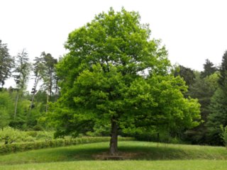 20110502_schelmenklinge_050