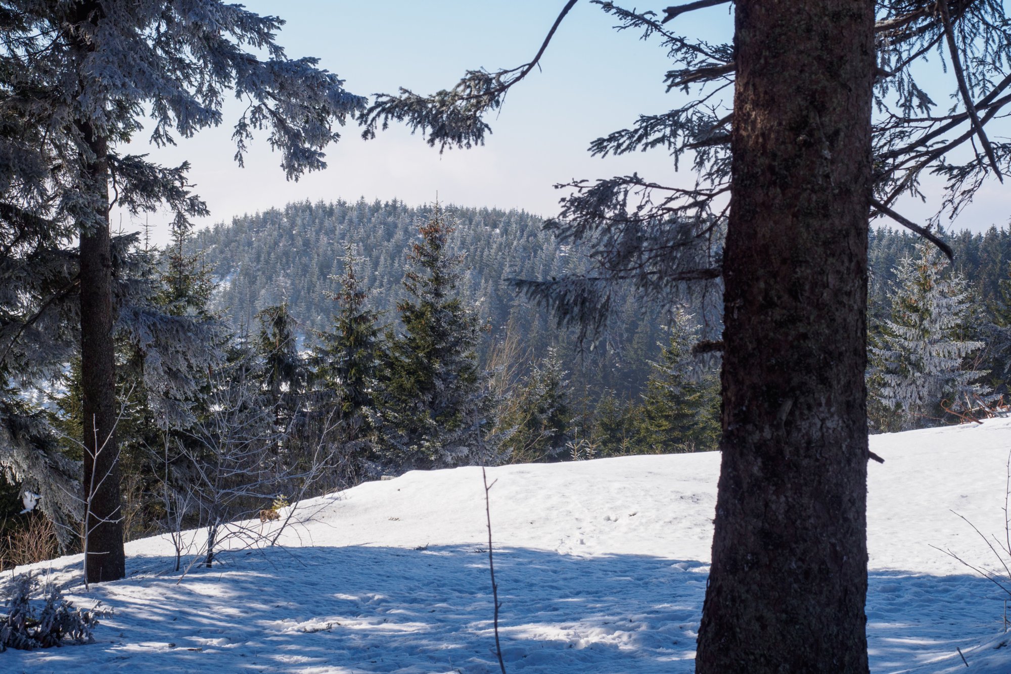 Weg vom Mummelsee zur Hornisgrinde Wanderung vom Mummelsee über die Zufahrtsstraße zur Hornisgrinde. Besteigung des Turmes. Rundweg auf der Hornisgrinde. Abspieg über den Wanderweg zum Mummelsee.