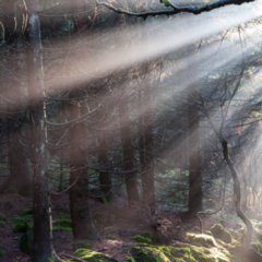 Hornisgrinde_2008-10-24