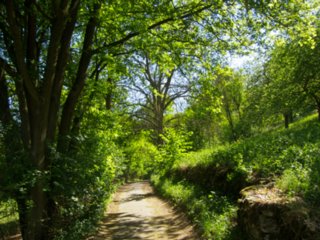 20110509_creglingen_019
