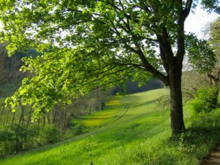 20110509_creglingen_084