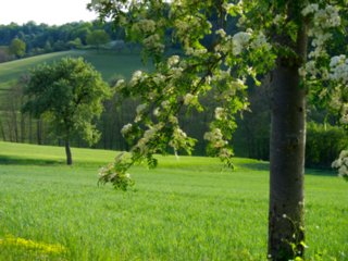 20110509_creglingen_094
