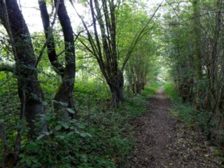 20110509_creglingen_104-bearb